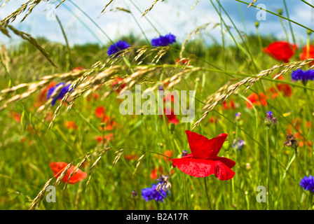 Wildblumen wie Mohn und Kornblume auf einer Wiese in Giverny Normandie Frankreich EU Stockfoto