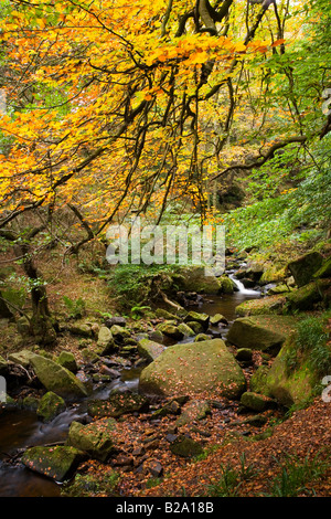 Ein Blick auf Burbage Brook im Herbst bei Padley Schlucht in der Nähe von Grindleford im Peak District Stockfoto