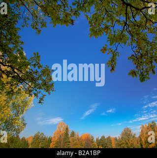 Hintergrund der Blätter Bäume und blauer Himmel Stockfoto
