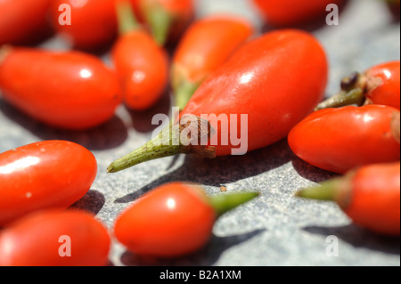 Frischen Goji-Beeren. 19. Juli 2008 Stockfoto