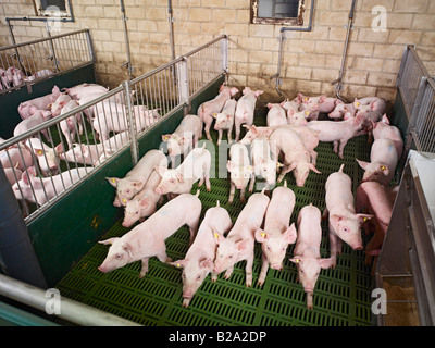 Das Leiden von Tieren, viele Ferkel in einem kleinen Schweinestall Sus scrofa domestica SCHWEINEZUCHT, Heinsberg, Deutschland, Europa Tierleid Stockfoto