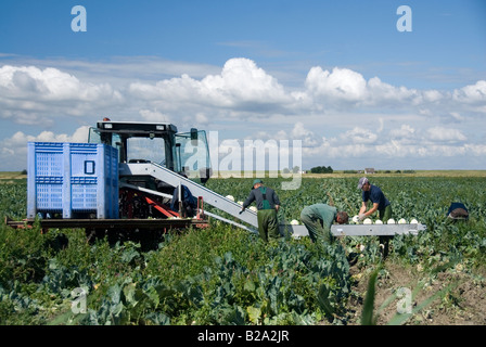 Blumenkohl-Ernte im Juli. Niederlande Stockfoto
