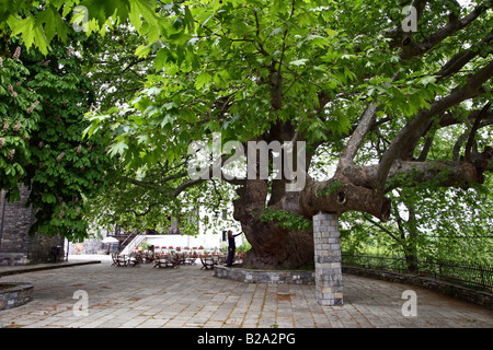 Griechenland Thessalien Tsagarada an den Hängen des Mount Pelion Platan Großbaum im Zentrum Stadt Stockfoto