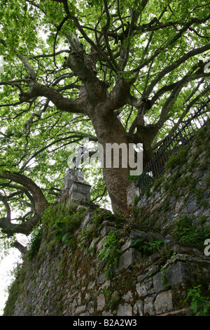 Griechenland Thessalien Tsagarada an den Hängen des Mount Pelion Platan Großbaum im Zentrum Stadt Stockfoto