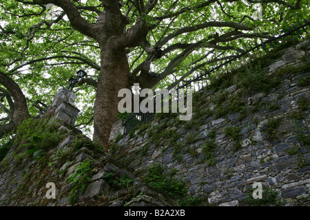 Griechenland Thessalien Tsagarada an den Hängen des Mount Pelion Platan Großbaum im Zentrum Stadt Stockfoto