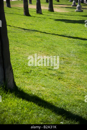 Bäume in Santa Monica, Kalifornien Stockfoto