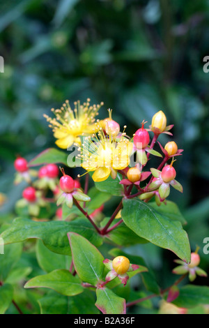 HYPERICUM X INODORUM ELSTEAD Stockfoto