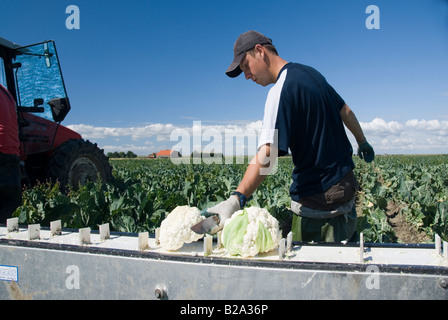 Blumenkohl-Ernte im Juli. Niederlande Stockfoto