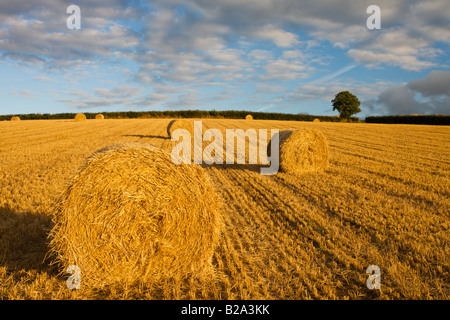 Runde Heuballen in einem Feld in der Nähe von Morchard Bischof Devon England Stockfoto