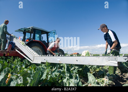 Blumenkohl-Ernte im Juli. Niederlande Stockfoto