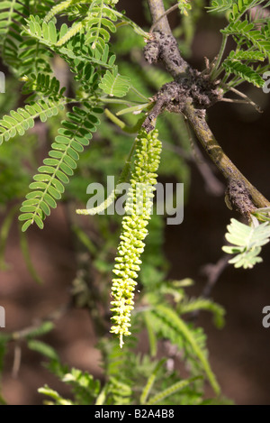 Samt Mesquite Prosopis Velutina Tucson Arizona USA 17 April Blütenknospe Fabaceae Stockfoto