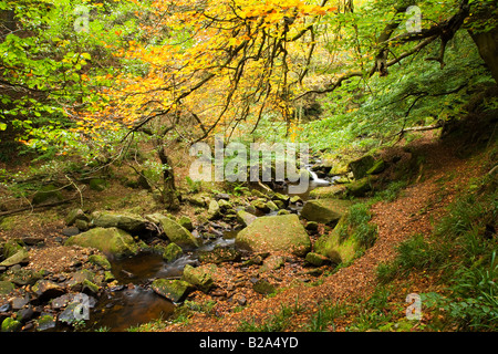 Ein Blick auf Burbage Brook im Herbst bei Padley Schlucht in der Nähe von Grindleford im Peak District Stockfoto