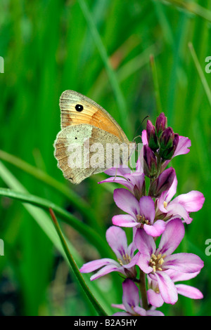 FRANCOA SONCHIFOLIA ROGERSON S MIT BRAUNER SCHMETTERLING MANIOLA JURTINA MEADOW Stockfoto