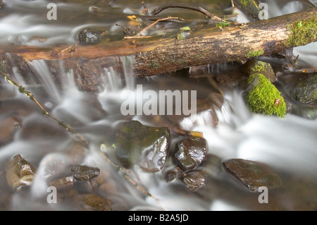 Unter Schachtelhalm fällt Columbia River Gorge National Scenic Area Oneonta Schlucht Multnomah County Stockfoto