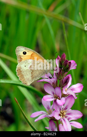 FRANCOA SONCHIFOLIA ROGERSON S MIT BRAUNER SCHMETTERLING MANIOLA JURTINA MEADOW Stockfoto