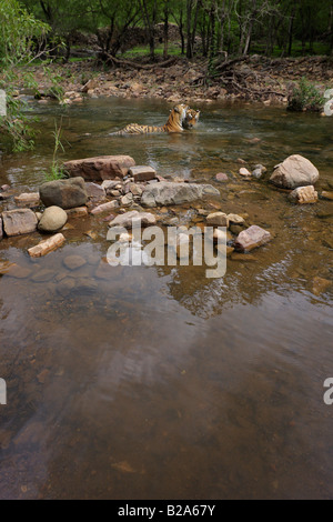 Ein Bengal Tiger Machali mit ihr junges in einem Monsun Wasser am Ranthambhore Wald spielen.  (Panthera Tigris) Stockfoto