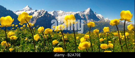 Globeflower (Trollius Europaeus) Almwiesen auf 6000ft (2500Mts) mit dem Eiger hinter. First, Grindelwald, Berner Alpen Stockfoto