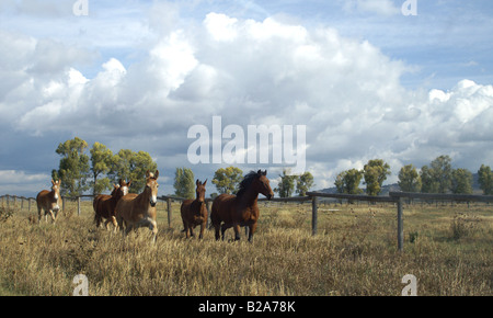 Wildpferde laufen Pack von Ponys Stockfoto