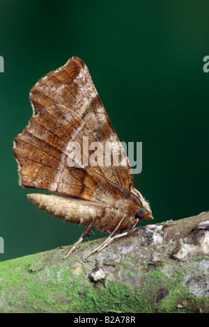 Frühe Thorn Selenia Dentaria Motte in Ruhe Potton Bedfordfshire Stockfoto