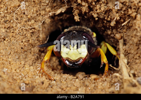 Biene-Killer Wespe Philanthus Triangulum Nahaufnahme des Gesichts Sandy Bedfordshire Stockfoto