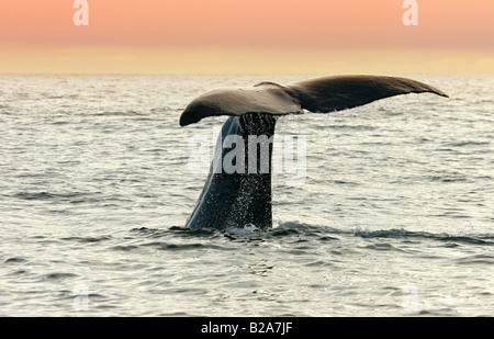 Walbeobachtung in Kaikoura, Neuseeland Stockfoto