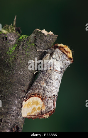 Buff-Tip Phalera Bucephala Motte in Ruhe Potton Bedfordshire Stockfoto