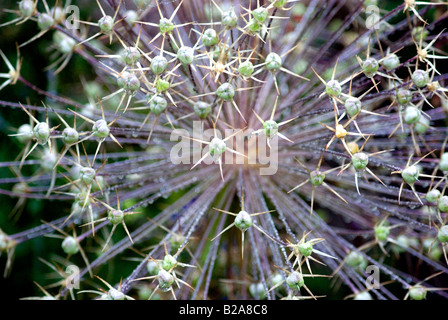 Allium ornamentalen Zwiebel Blumen nach der Blüte Ontario Kanada Stockfoto