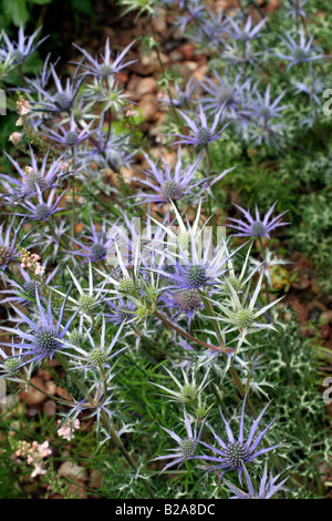 ERYNGIUM BOURGATII WÄCHST IN HOLBROOK GARTEN DEVON Stockfoto