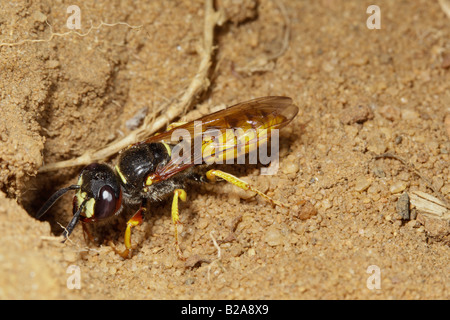 Biene-Killer Wespe Philanthus Triangulum am Loch Eingang Sandy Bedfordshire Stockfoto