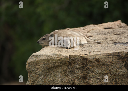 Rock Hyrax Sonnenbaden auf Felsen Stockfoto