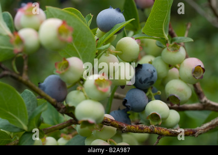 Reihe von Heidelbeeren mit Reife und unreife Beeren wachsen in Vermont Stockfoto