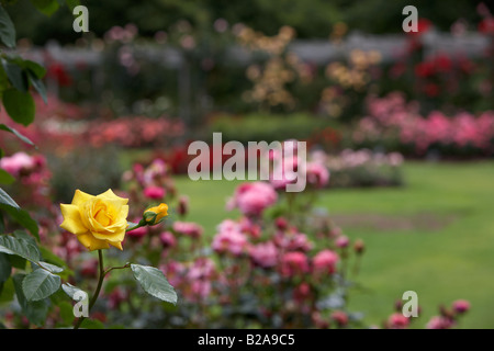 Golden Gate mittlere gelbe Hybride Tee englische rose Korgolgat Blüte mit Knospe und Blätter im Vordergrund der große Rosengarten Stockfoto