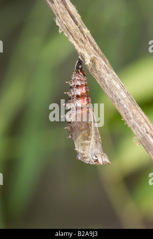 Trauermantel Nymphalis Antiopa Schmetterling Stockfoto