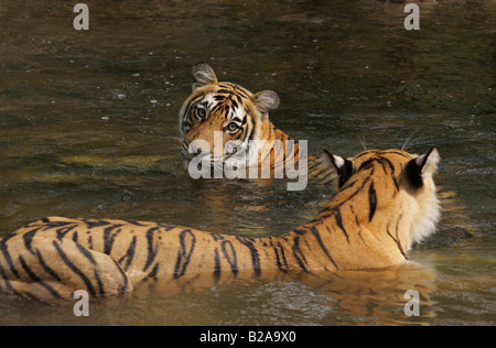 Ein Bengal Tiger Machali mit ihren jungen in einem Monsun Wasser (Panthera Tigris) Stockfoto