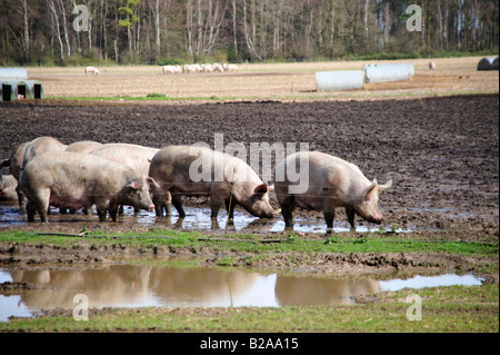 Schweinefarm Stockfoto