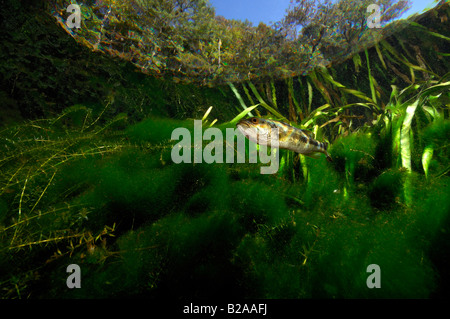 Forellenbarsch Micropterus Salmoides Wacissa Fluss Florida Stockfoto