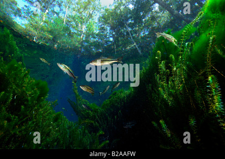 Forellenbarsch Micropterus Salmoides Wacissa Fluss Florida Stockfoto