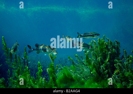 Forellenbarsch Micropterus Salmoides Wacissa Fluss Florida Stockfoto