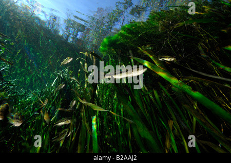 Forellenbarsch Micropterus Salmoides Wacissa Fluss Florida Stockfoto