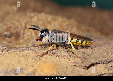 Biene-Killer Wespe Philanthus Triangulum Graben Sandy Bedfordshire Stockfoto