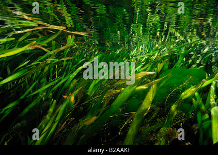 Seegras Zostera Marina wacissa river Florida Stockfoto