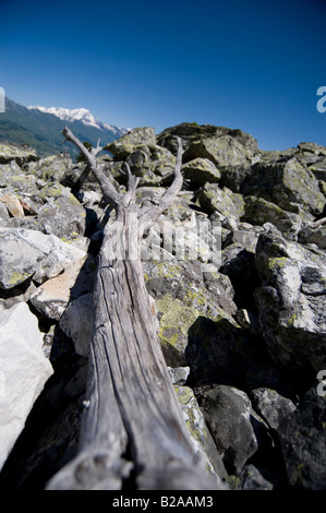 toter Baum auf Geröllhalde in den französischen Alpen Stockfoto