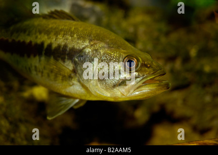 Forellenbarsch Micropterus Salmoides Wacissa Fluss Florida Stockfoto