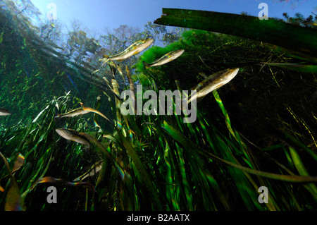 Forellenbarsch Micropterus Salmoides Wacissa Fluss Florida Stockfoto