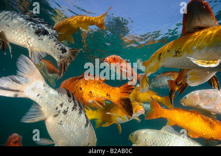 Koi sind Süßwasser Karpfen in Teichen angehoben Stockfoto