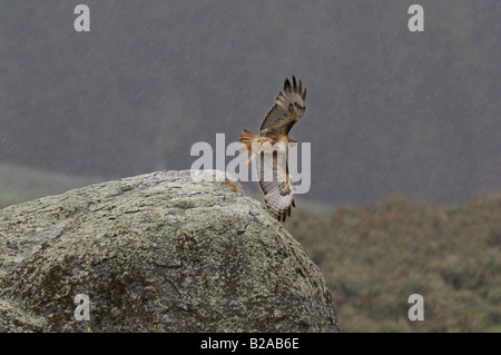 Rot - angebundener Falke auf Felsen im Schneesturm Stockfoto