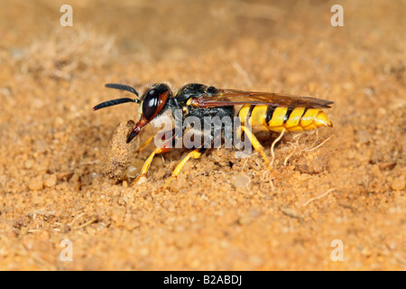 Biene-Killer Wespe Philanthus Triangulum mit Stein Graben Sandy Bedfordshire Stockfoto