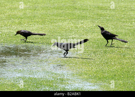 Groß-tailed Grackle, Quiscalus mexicanus Stockfoto