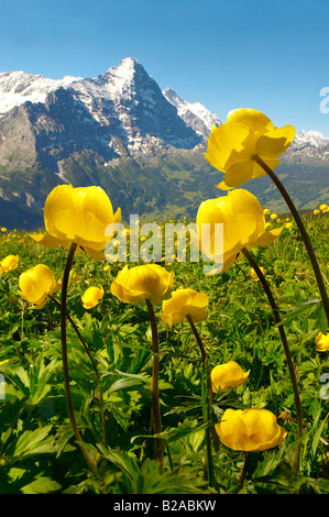 Globeflower (Trollius Europaeus) Almwiesen auf 6000ft (2500Mts) mit dem Eiger hinter. First, Grindelwald, Berner Alpen Stockfoto