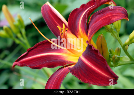 HEMEROCALLIS STAFFORD Stockfoto